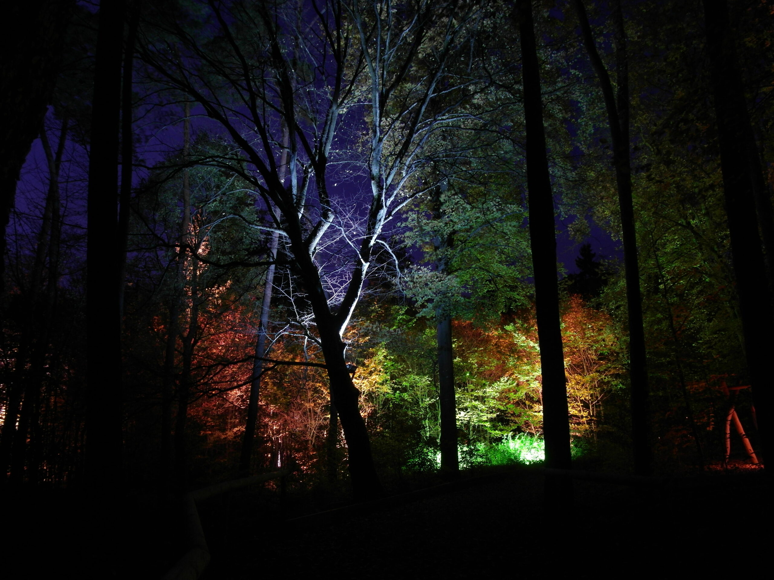 Waldillumination im Altwald beim Walderlebniszentrum